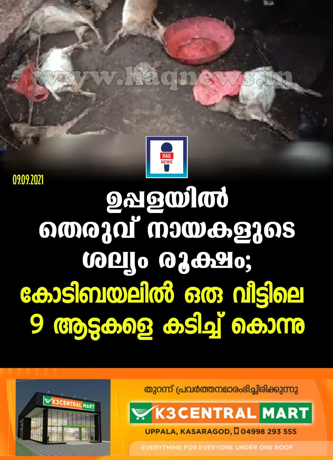 ഉപ്പളയിൽ തെരുവ് നായകളുടെ ശല്യം രൂക്ഷം; ഒരു വീട്ടിലെ 9ആടുകളെ കടിച്ചു കൊന്നു